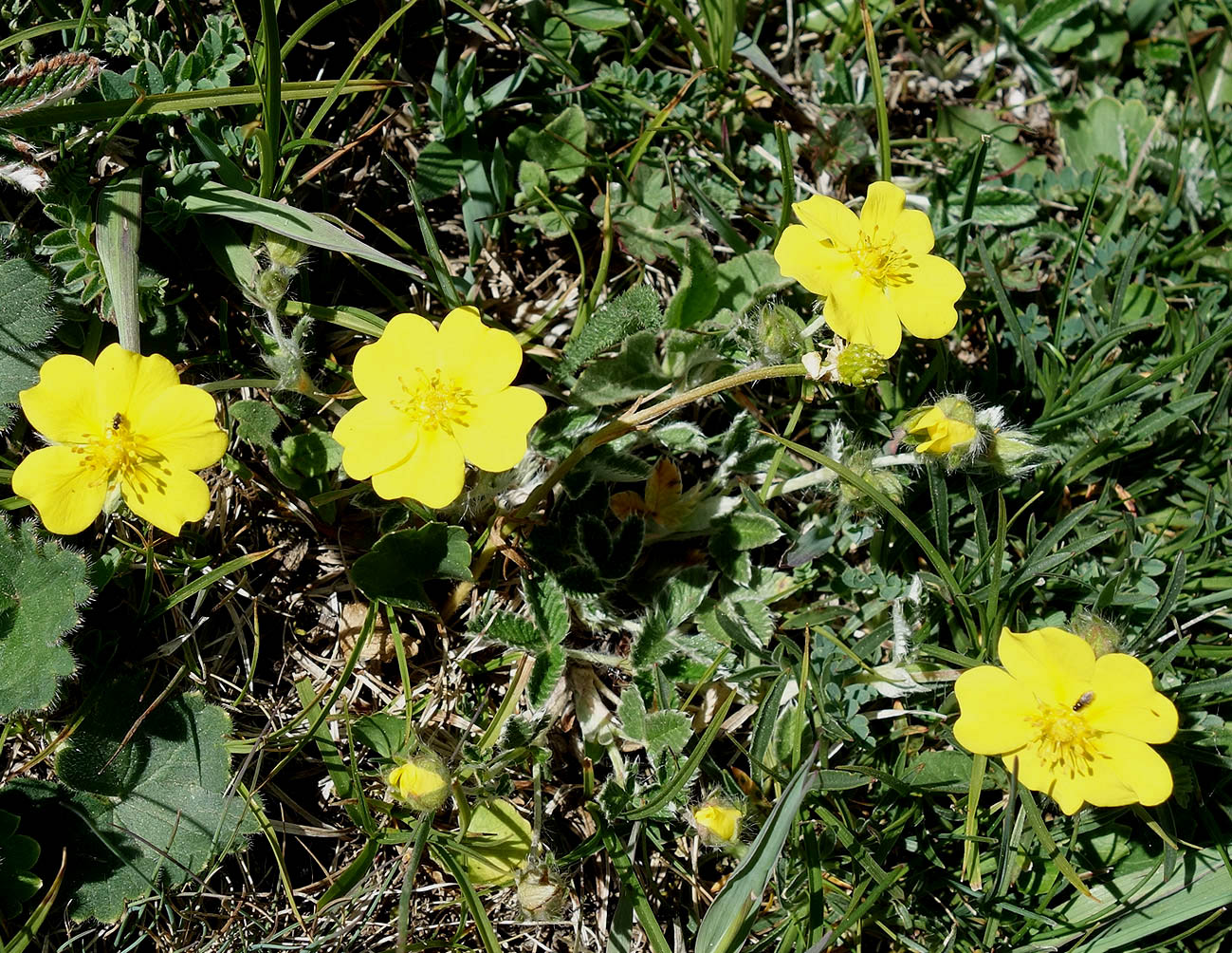 Изображение особи Potentilla nivea.