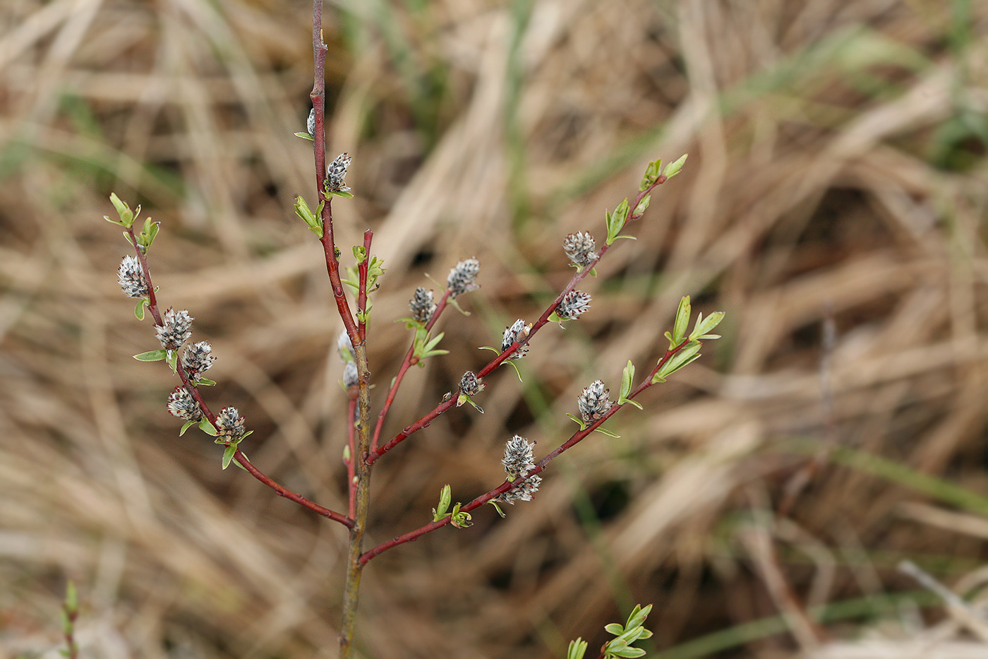 Изображение особи Salix rosmarinifolia.