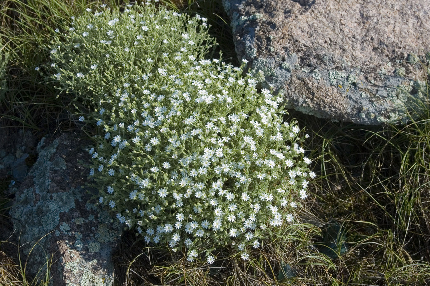 Изображение особи Stellaria dichotoma.