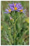 Aster amellus