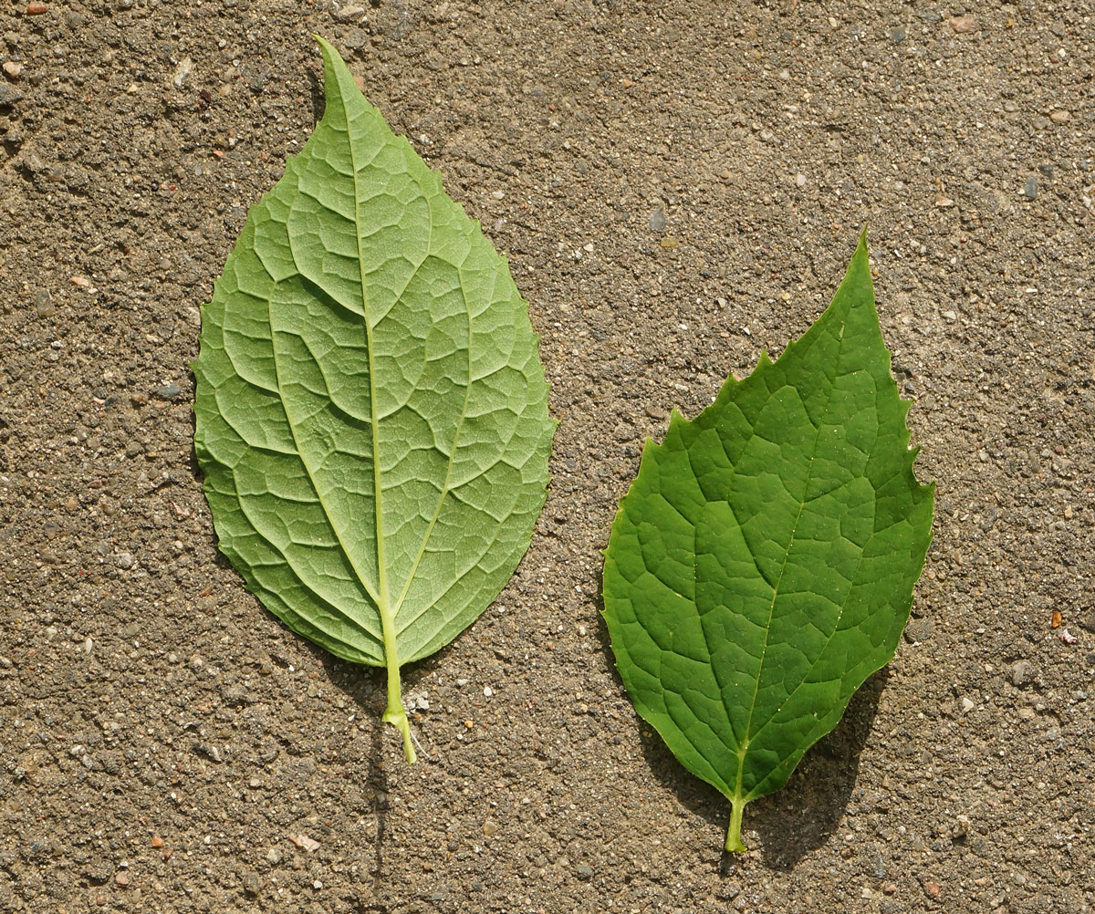 Image of genus Philadelphus specimen.