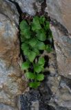 Asplenium ruta-muraria