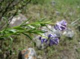 Polygala hybrida. Побеги с соцветиями. Кыргызстан, Чуйская обл., Аламудунский р-н, Ала-Арчинское ущелье, начало нац. парка, предгорный луг. 27.05.2019.