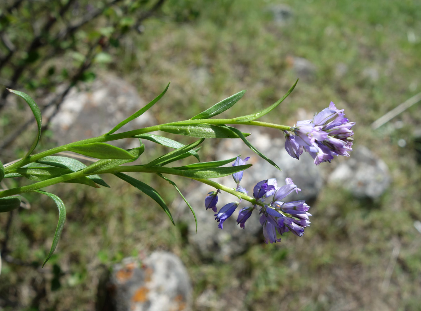 Изображение особи Polygala hybrida.