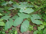 Jeffersonia diphylla