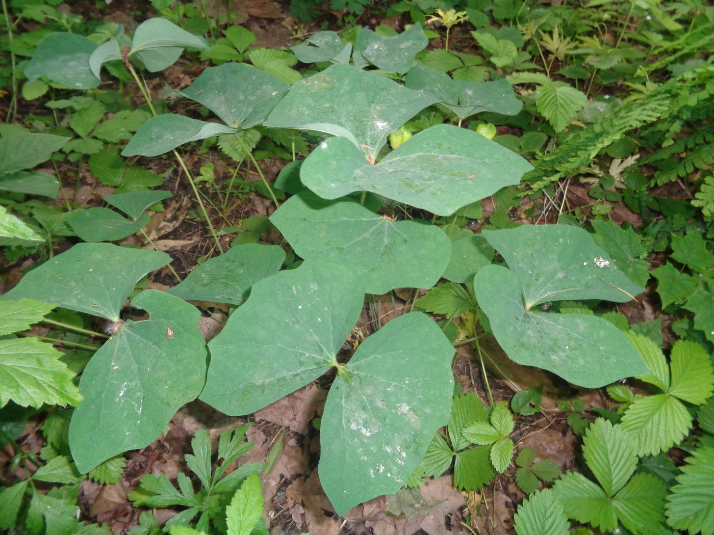 Image of Jeffersonia diphylla specimen.