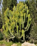 Euphorbia ingens