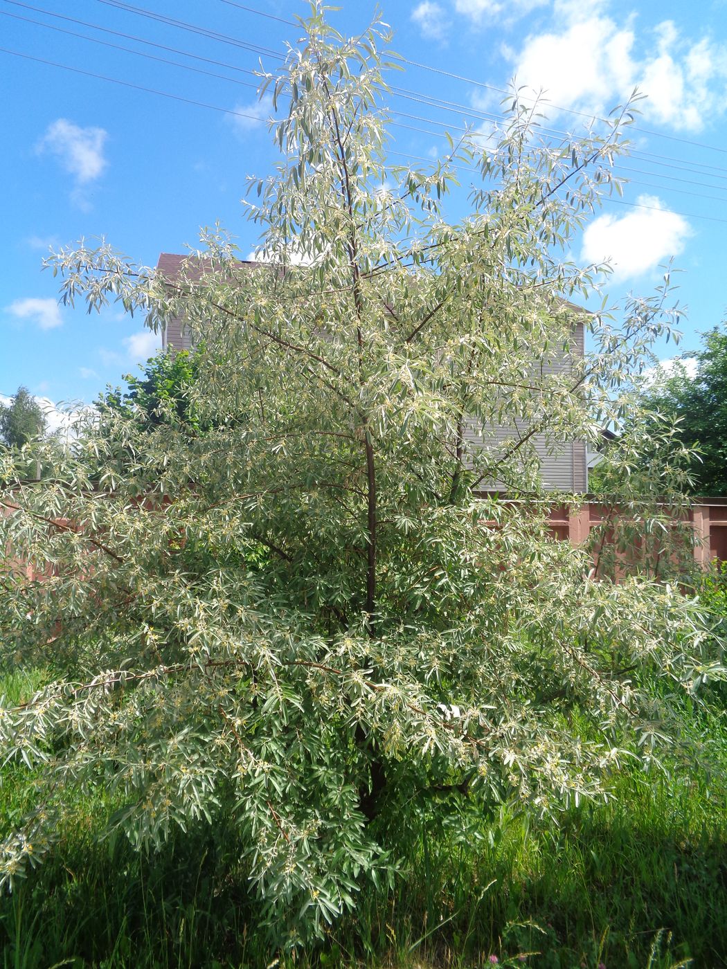 Image of Elaeagnus angustifolia specimen.