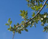 Quercus ilex