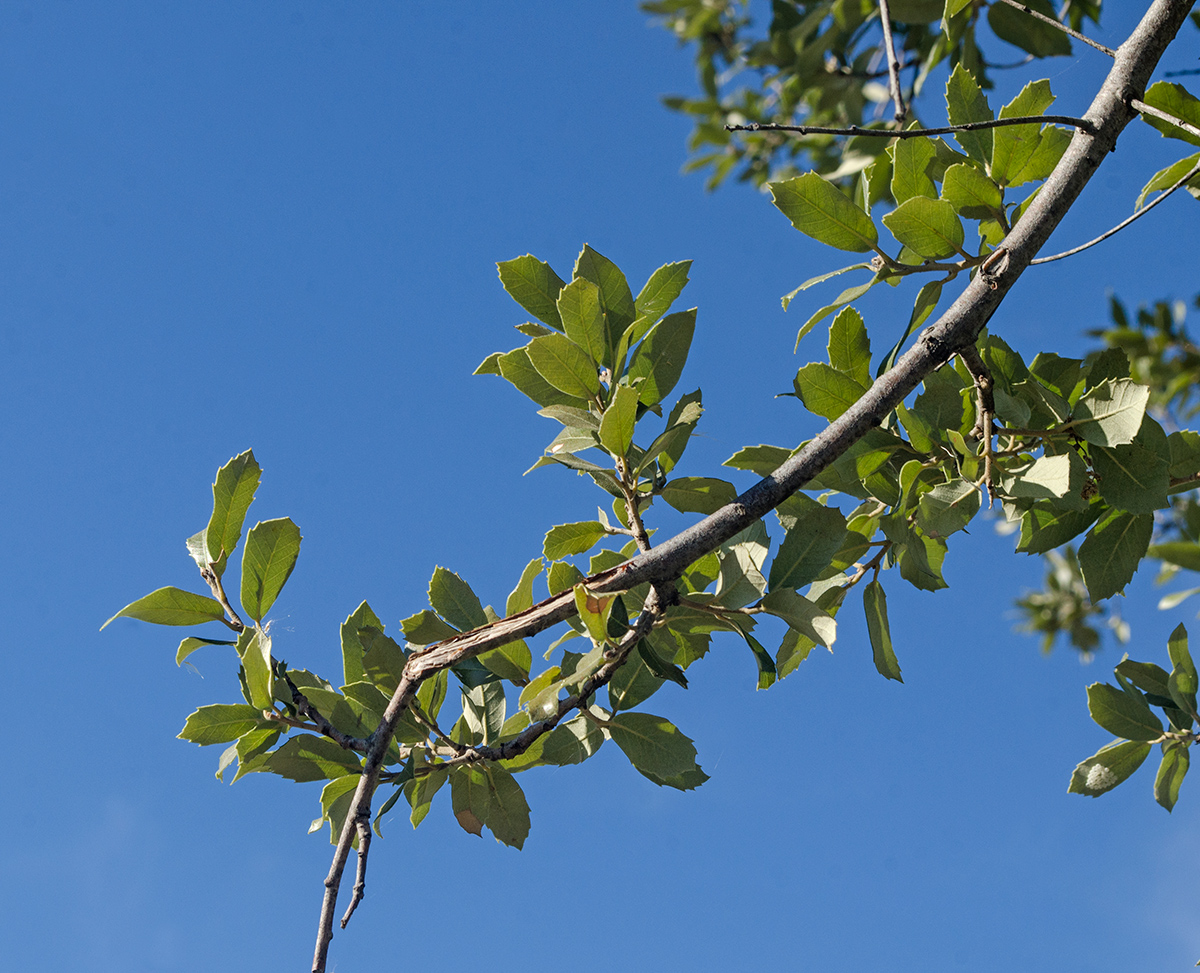 Изображение особи Quercus ilex.