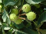 Aesculus hippocastanum. Незрелые плоды и листья. Самара, Ботанический сад СамГУ. 05.08.2008.