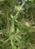 Sideritis hirsuta