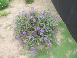 Ruellia simplex. Цветущее растение. Намибия, регион Erongo, г. Свакопмунд, цветник. 06.03.2020.