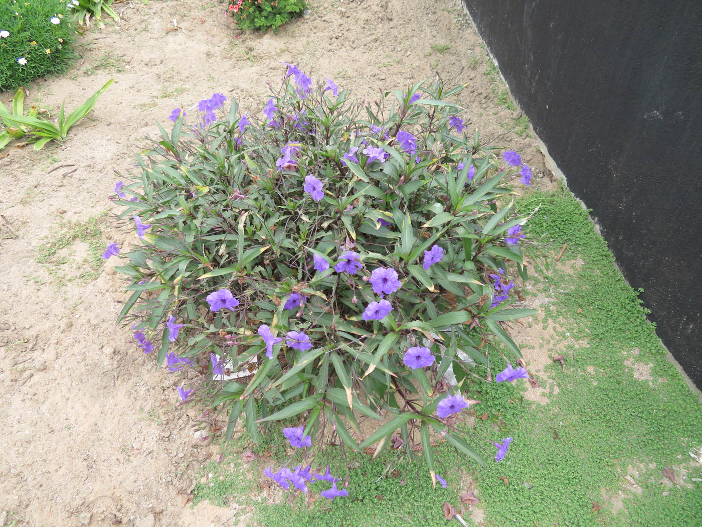 Image of Ruellia simplex specimen.