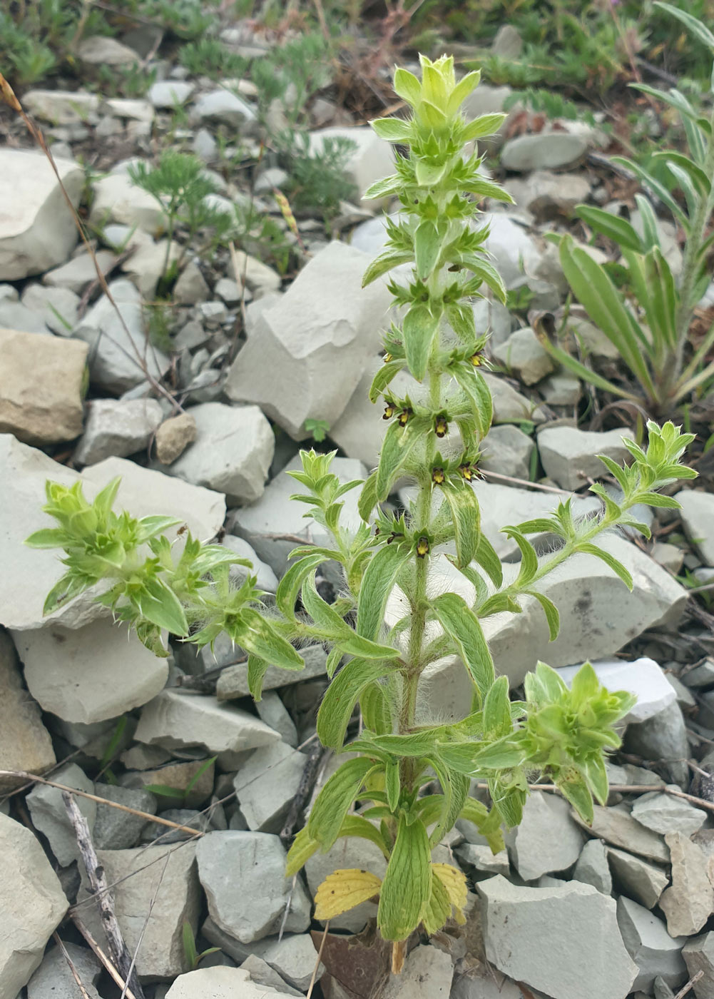 Image of Sideritis montana specimen.