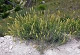 Reseda lutea. Цветущие растения. Воронежская обл., Лискинский р-н, музей-заповедник \"Дивногорье\", меловой склон. 01.06.2019.
