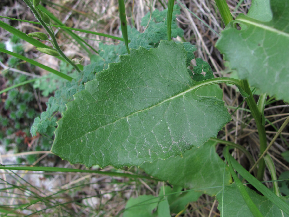 Image of Caucasalia parviflora specimen.