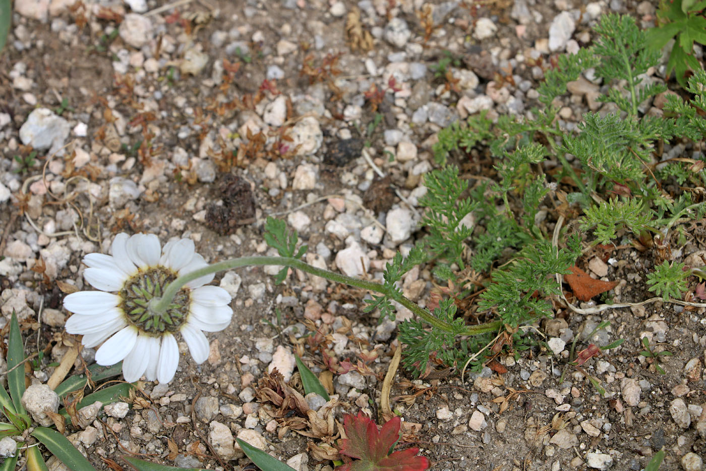 Image of Richteria pyrethroides specimen.