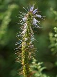 Veronicastrum sibiricum. Соцветие с цветками и завязавшимися плодами. Приморский край, Ольгинский р-н, окр. с. Милоградово. 11.08.2009.