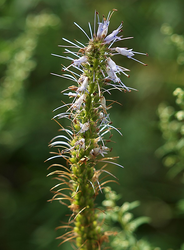 Изображение особи Veronicastrum sibiricum.