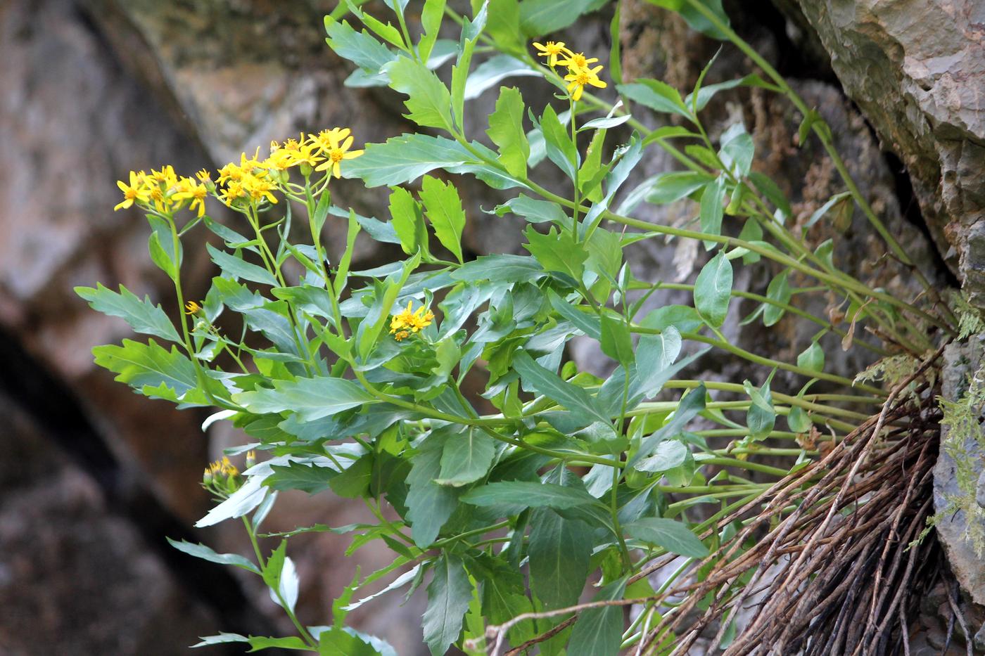 Image of Senecio racemulifer specimen.