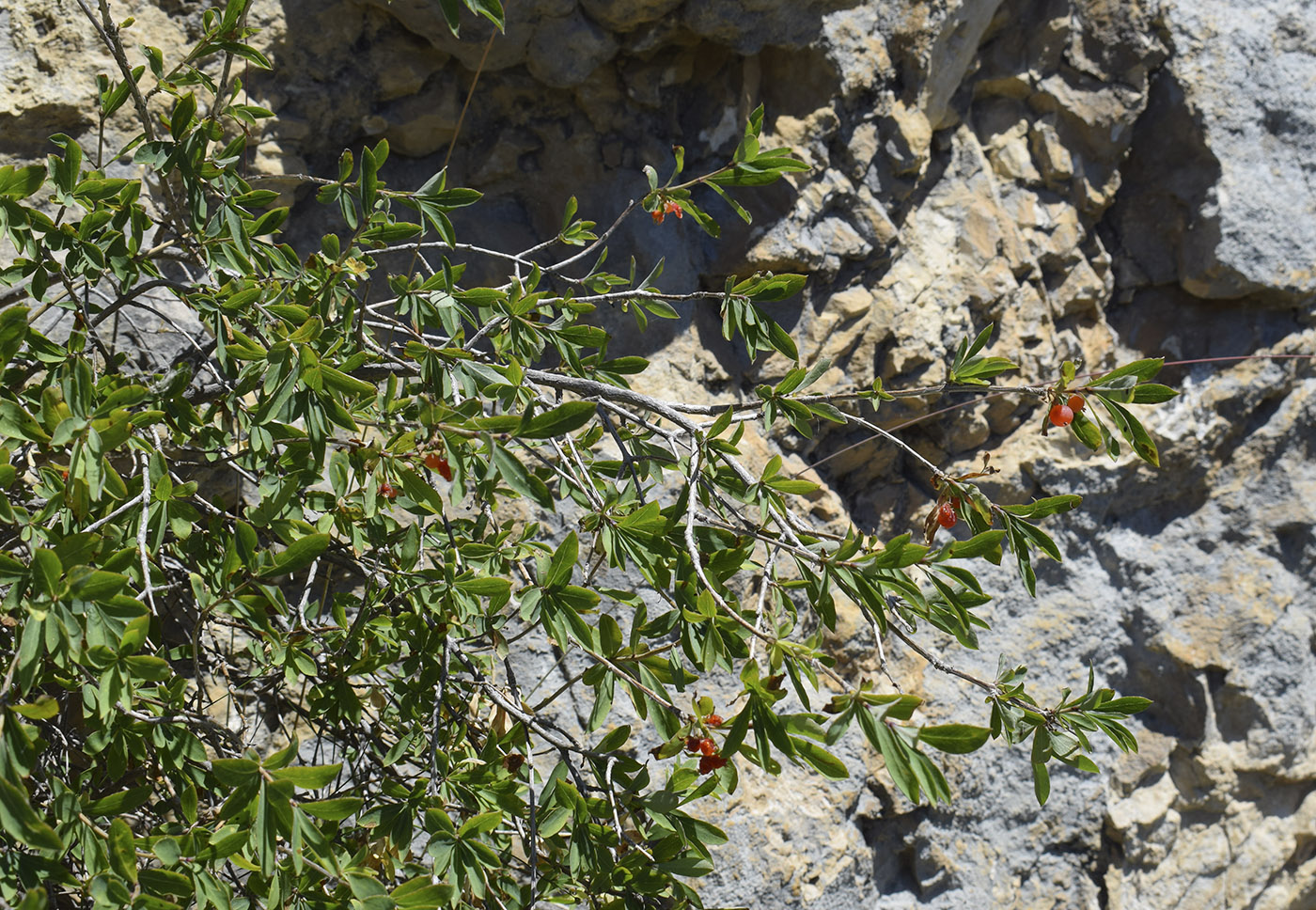 Image of Lonicera pyrenaica specimen.