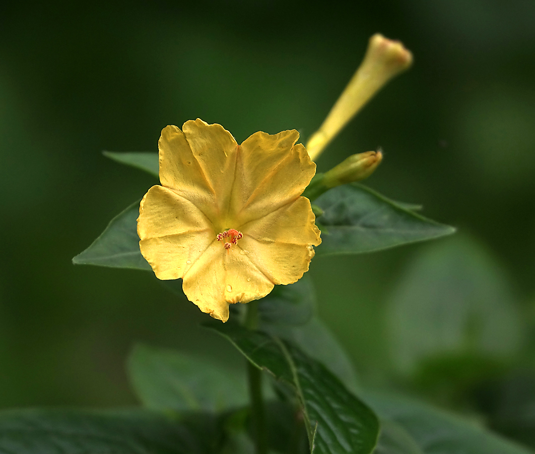 Image of Mirabilis jalapa specimen.