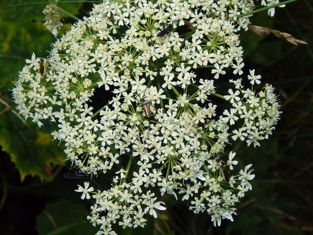 Изображение особи род Heracleum.