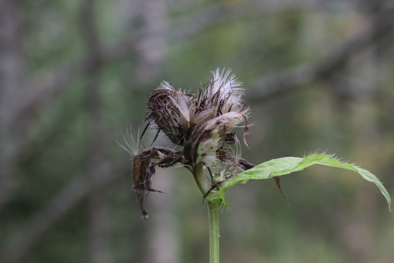 Изображение особи Cirsium oleraceum.