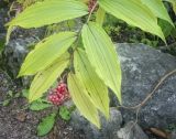 род Smilacina