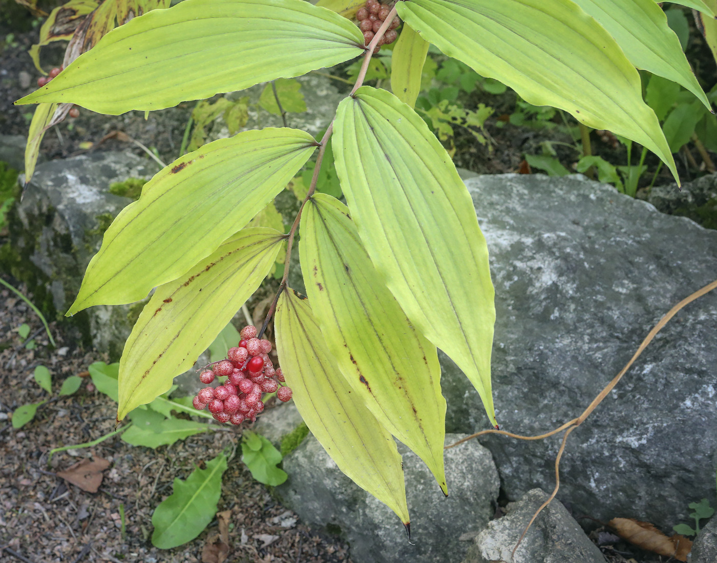 Изображение особи род Smilacina.