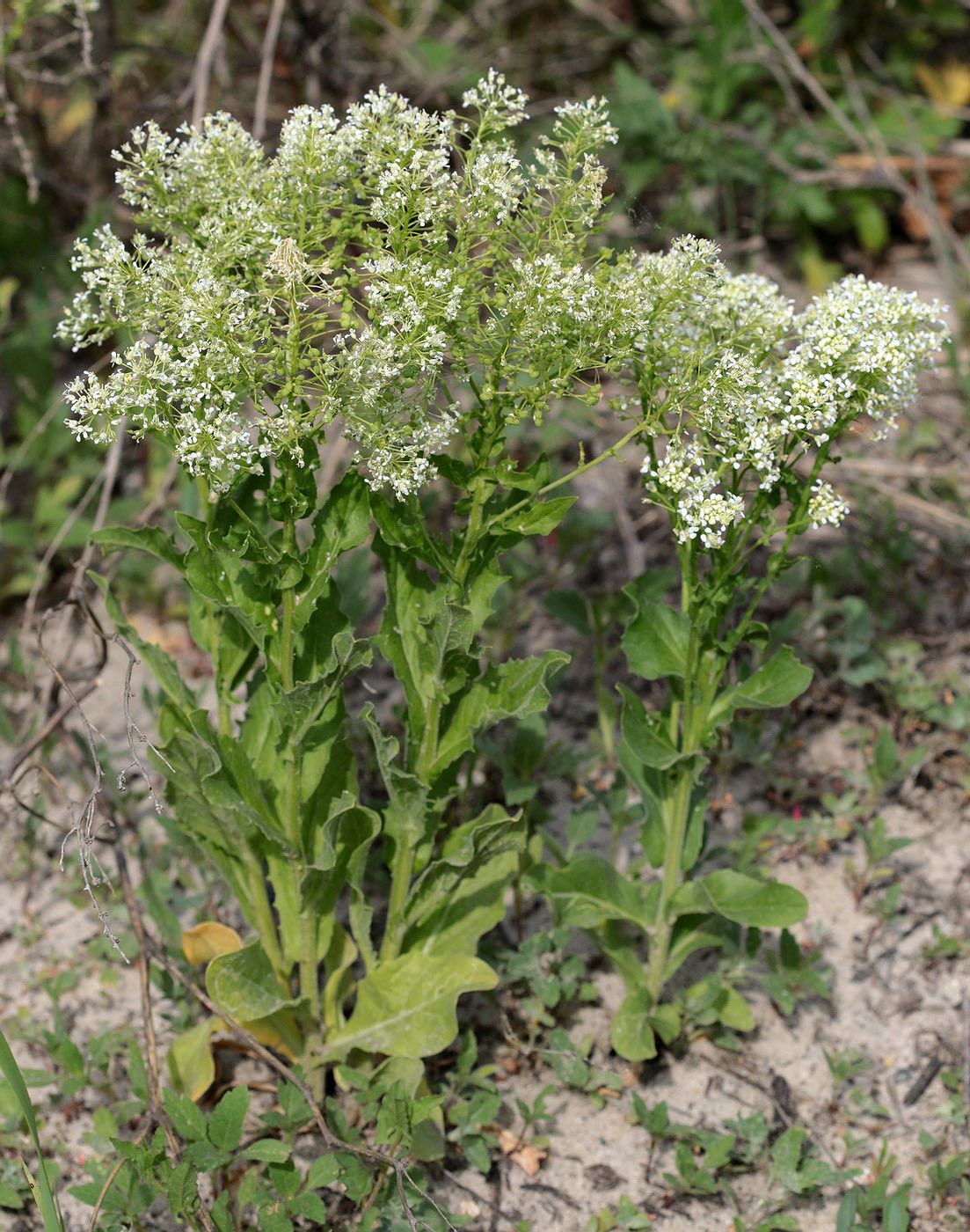 Image of Cardaria draba specimen.