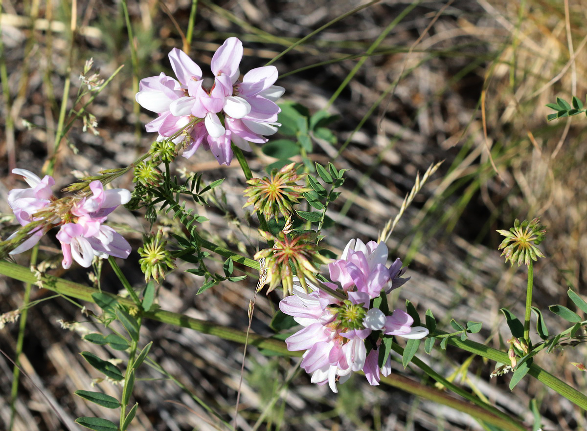 Image of Securigera varia specimen.