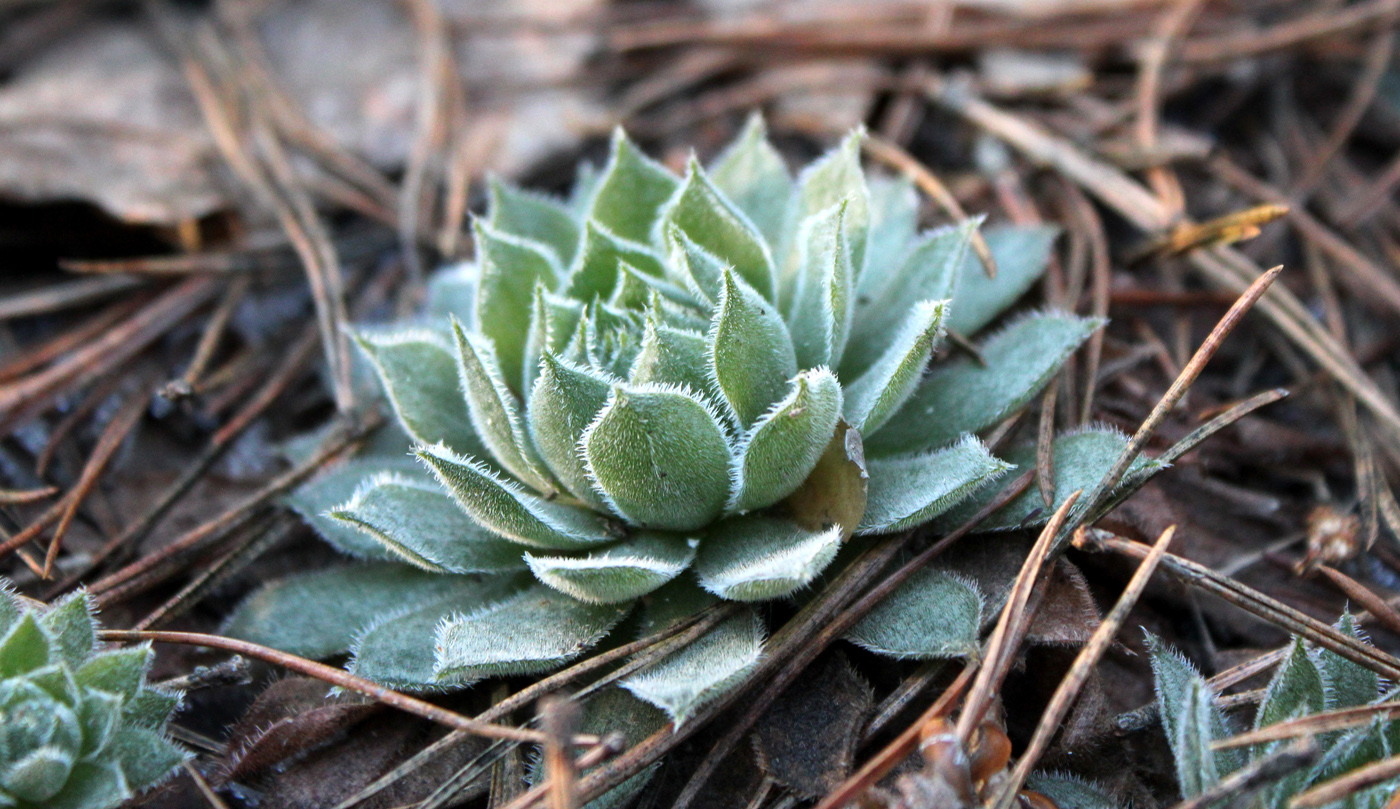 Изображение особи Sempervivum ruthenicum.