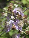 Rubus ulmifolius. Соцветие с сидящим жуком. Испания, автономное сообщество Каталония, провинция Жирона, комарка Баш Эмпорда, муниципалитет Калонже, рудеральное местообитание. 08.06.2019.