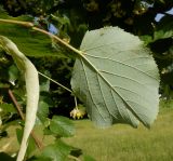 род Tilia. Лист (вид с нижней стороны). Тверская обл., г. Тверь, Заволжский р-н, набережная Афанасия Никитина, в озеленении. 30 июня 2020 г.