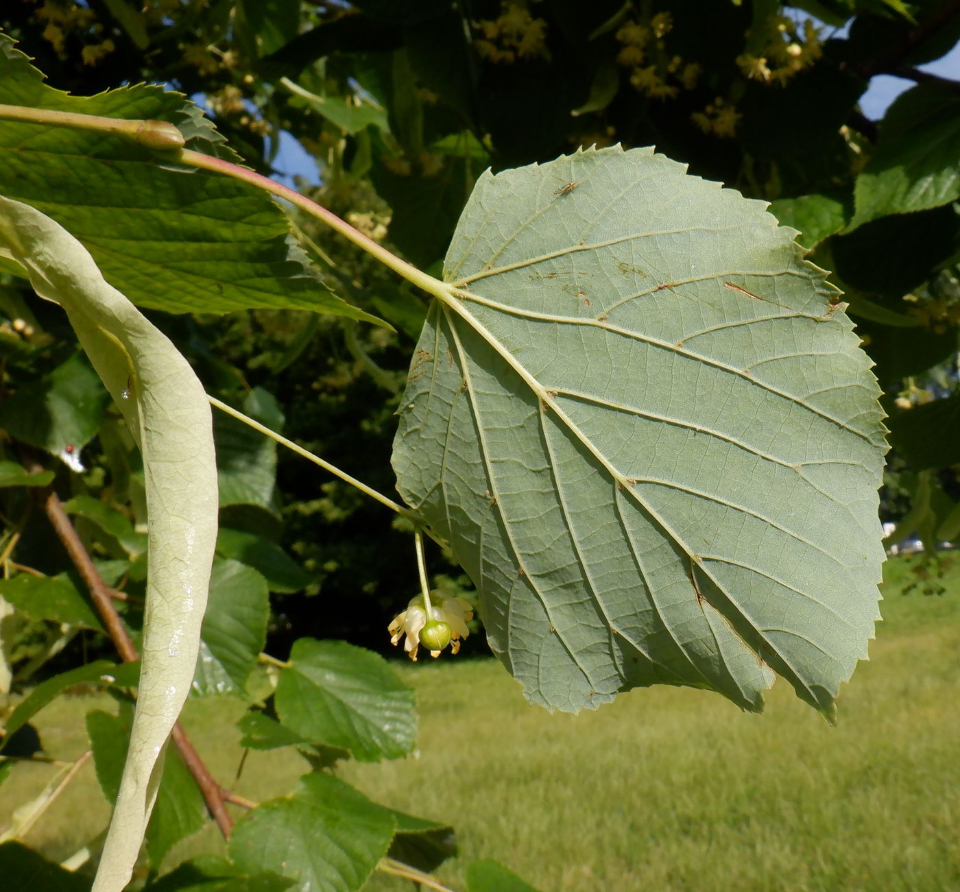 Изображение особи род Tilia.