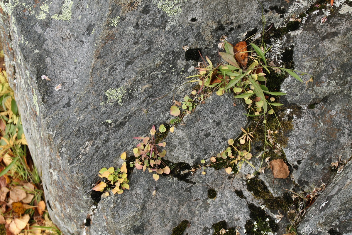 Image of Campanula rotundifolia specimen.