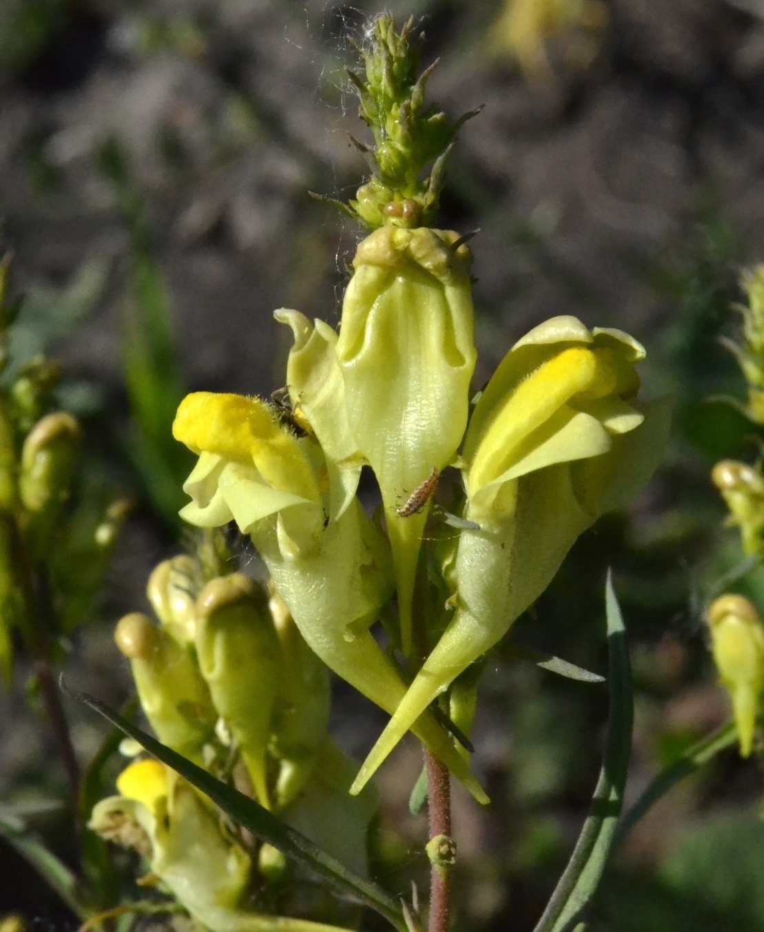 Image of genus Linaria specimen.