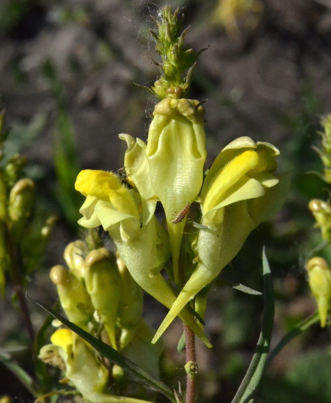 Изображение особи род Linaria.