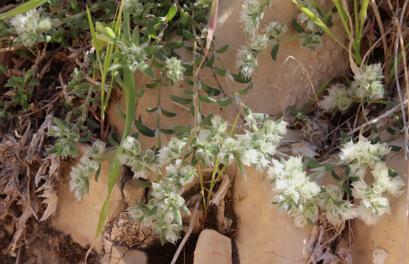 Image of Paronychia argentea specimen.