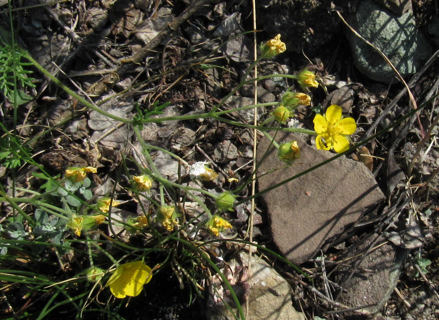 Image of Potentilla elegantissima specimen.