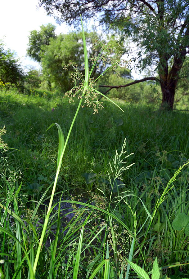 Изображение особи Scirpus sylvaticus.