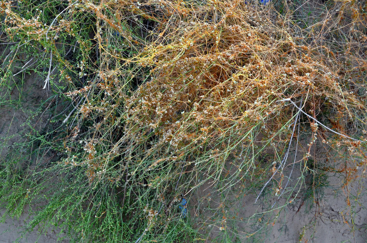 Image of genus Cuscuta specimen.