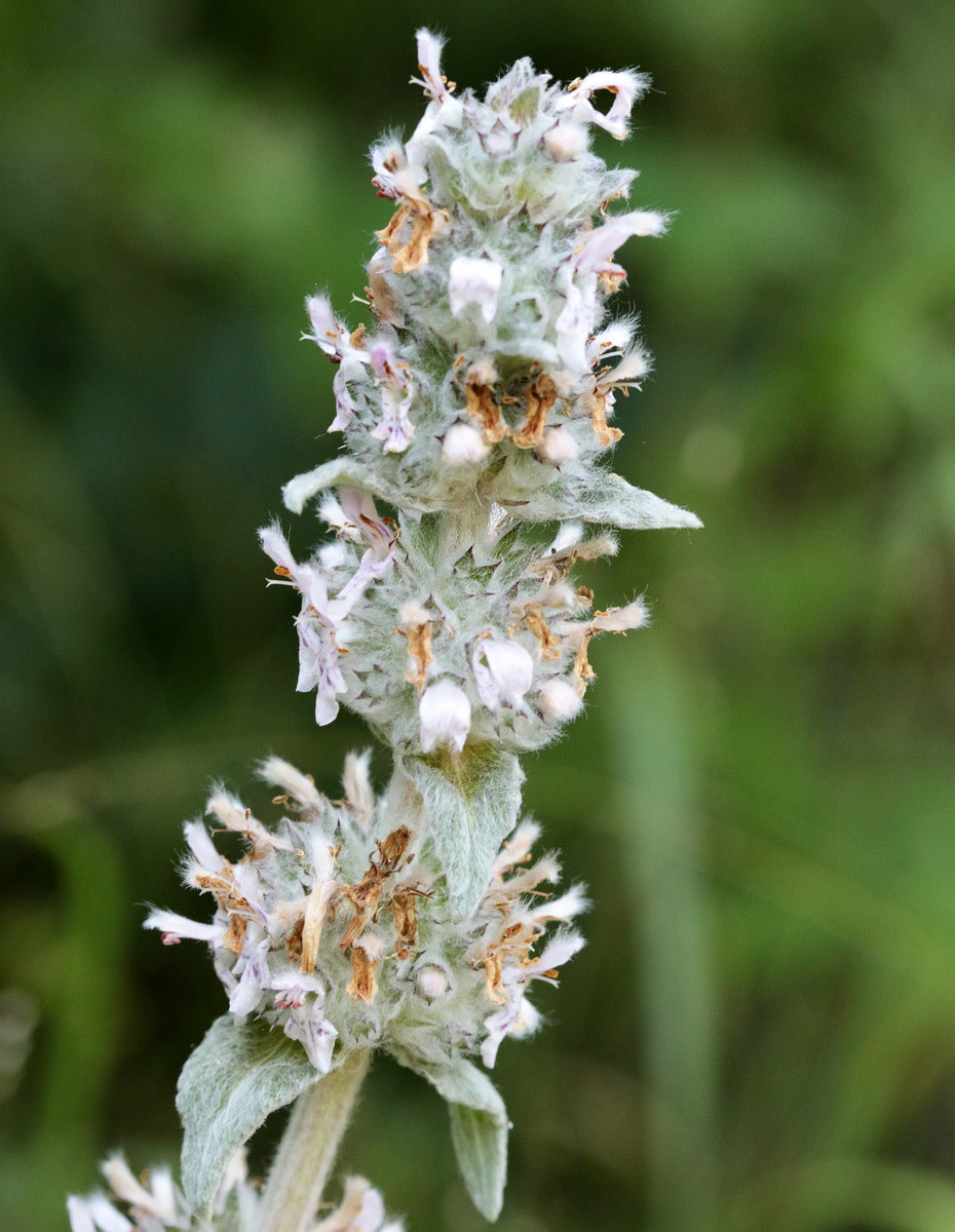 Image of Stachys cretica specimen.