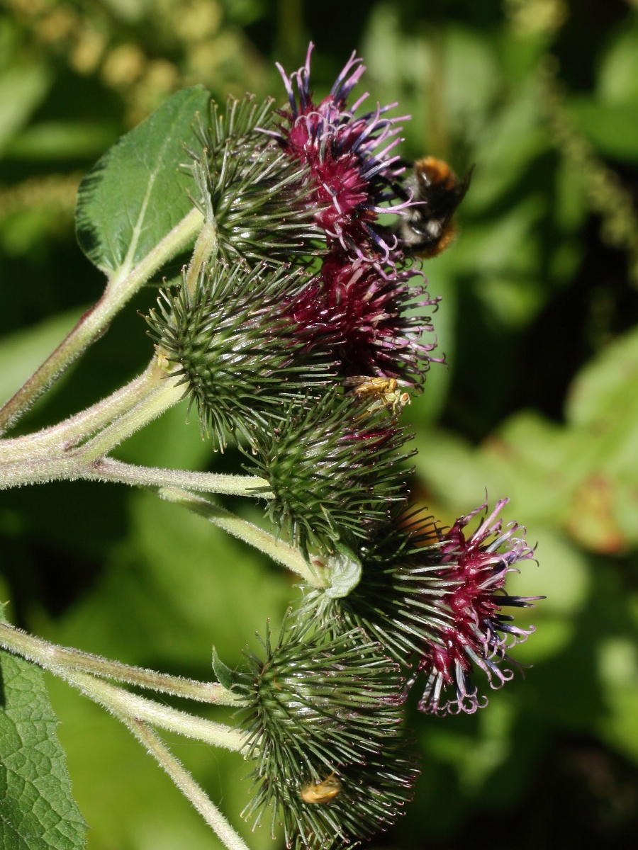 Изображение особи Arctium &times; ambiguum.