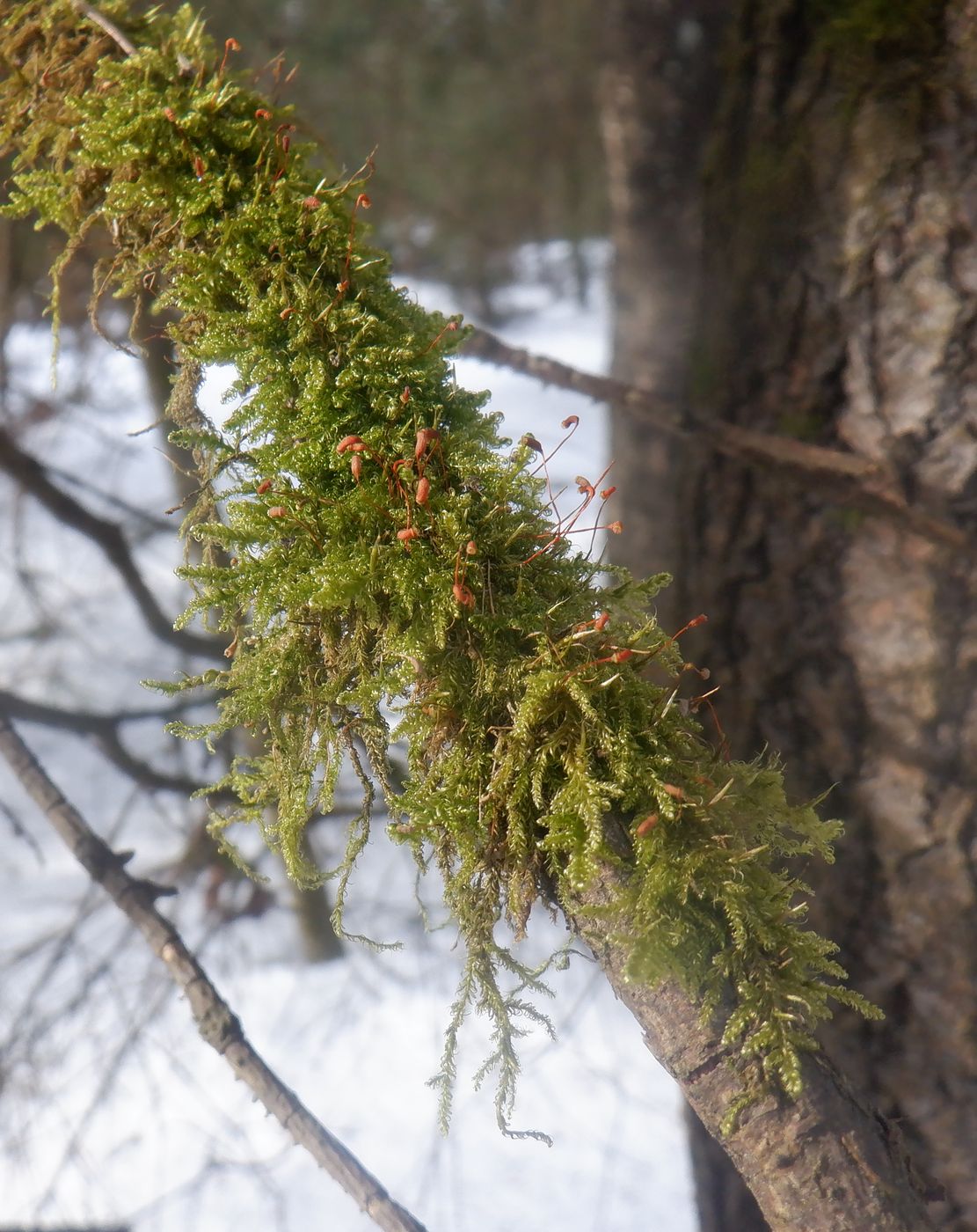 Изображение особи Sanionia uncinata.