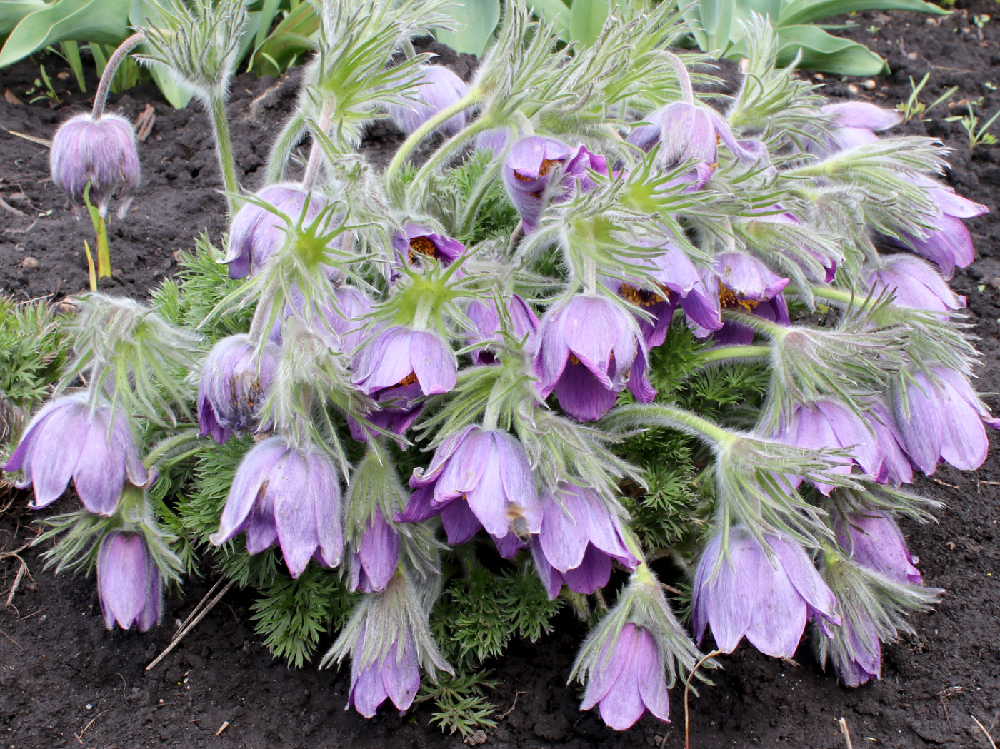 Image of Pulsatilla vulgaris specimen.