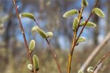 Salix phylicifolia. Части веточек с женскими соцветиями. Санкт-Петербург, Кронштадтский р-н; о-в Котлин, побережье Финского зал. между фортами \"Риф\" и \"Шанец\", песчаный береговой вал. 02.05.2021.