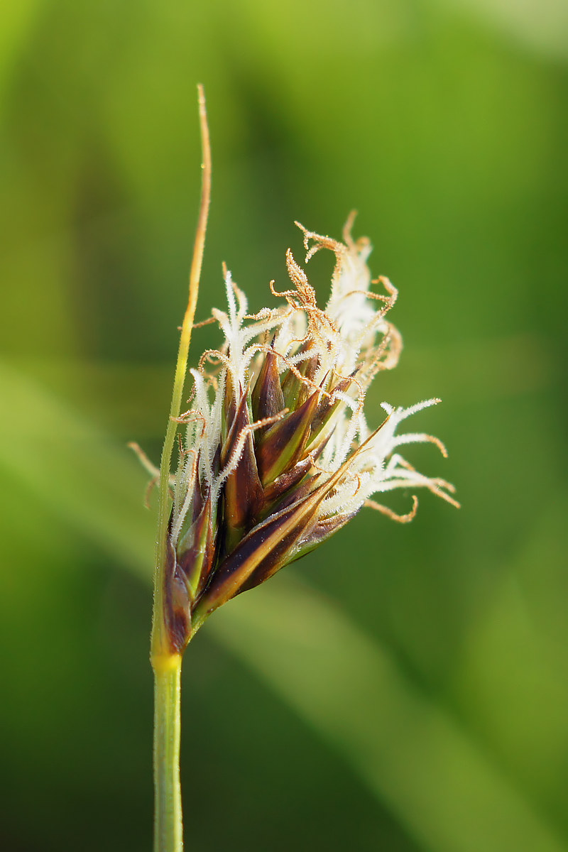 Изображение особи Carex praecox.